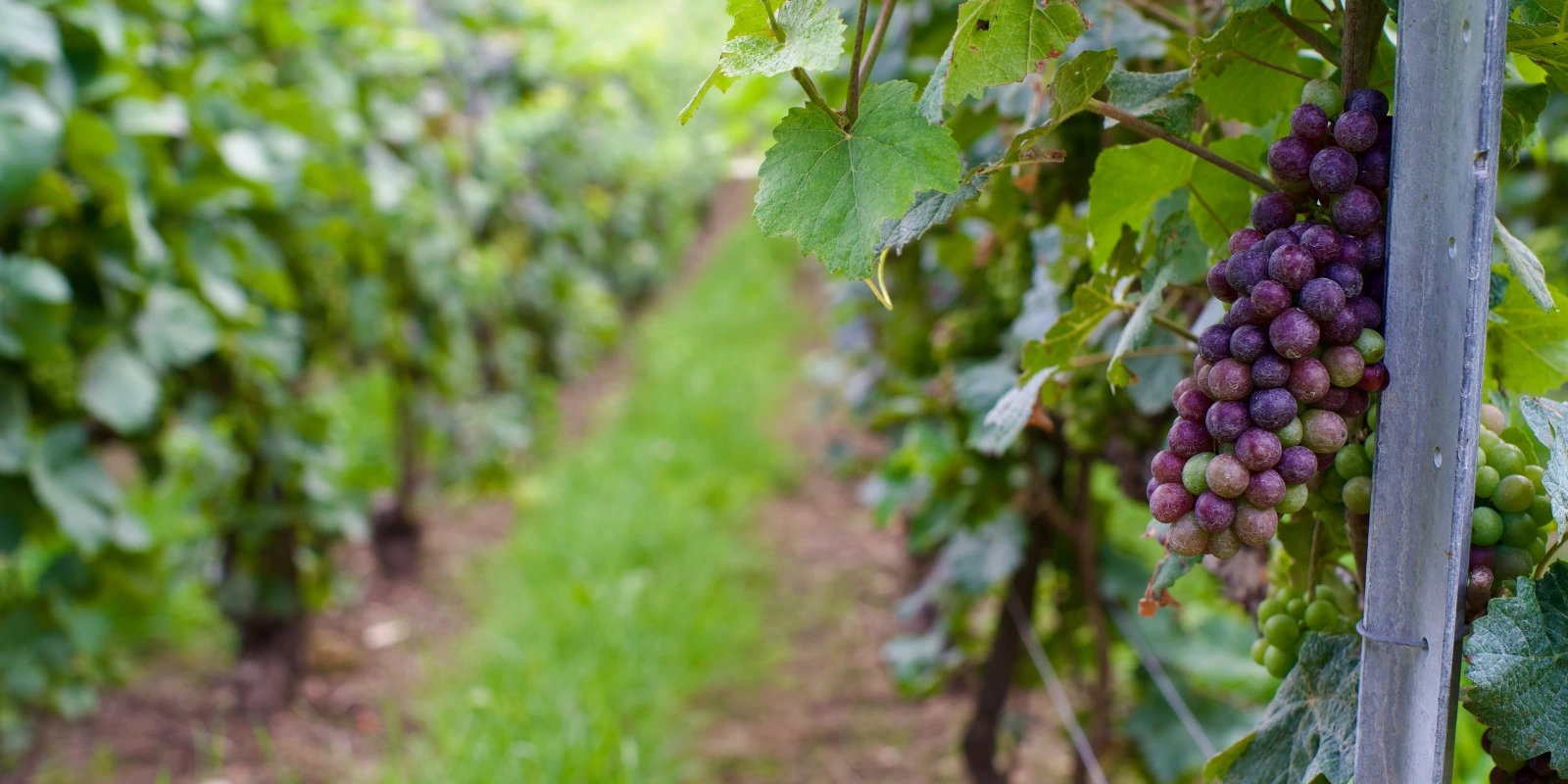 Anthropologie Urbaine : Vie Sociale et Identités en Milieu Urbain Anthropologie Urbaine : Vie Sociale et Identités en Milieu Urbain