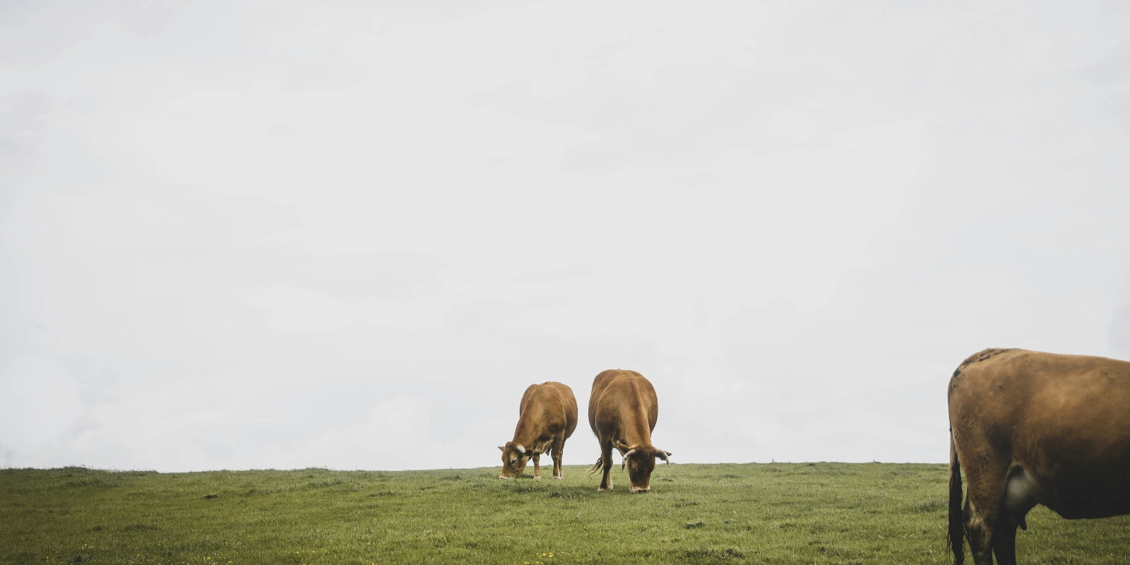 Licence SHAE (Sciences de l'Homme, Anthropologie, Ethnologie) : Stages et Projets Licence SHAE (Sciences de l'Homme, Anthropologie, Ethnologie) : Stages et Projets