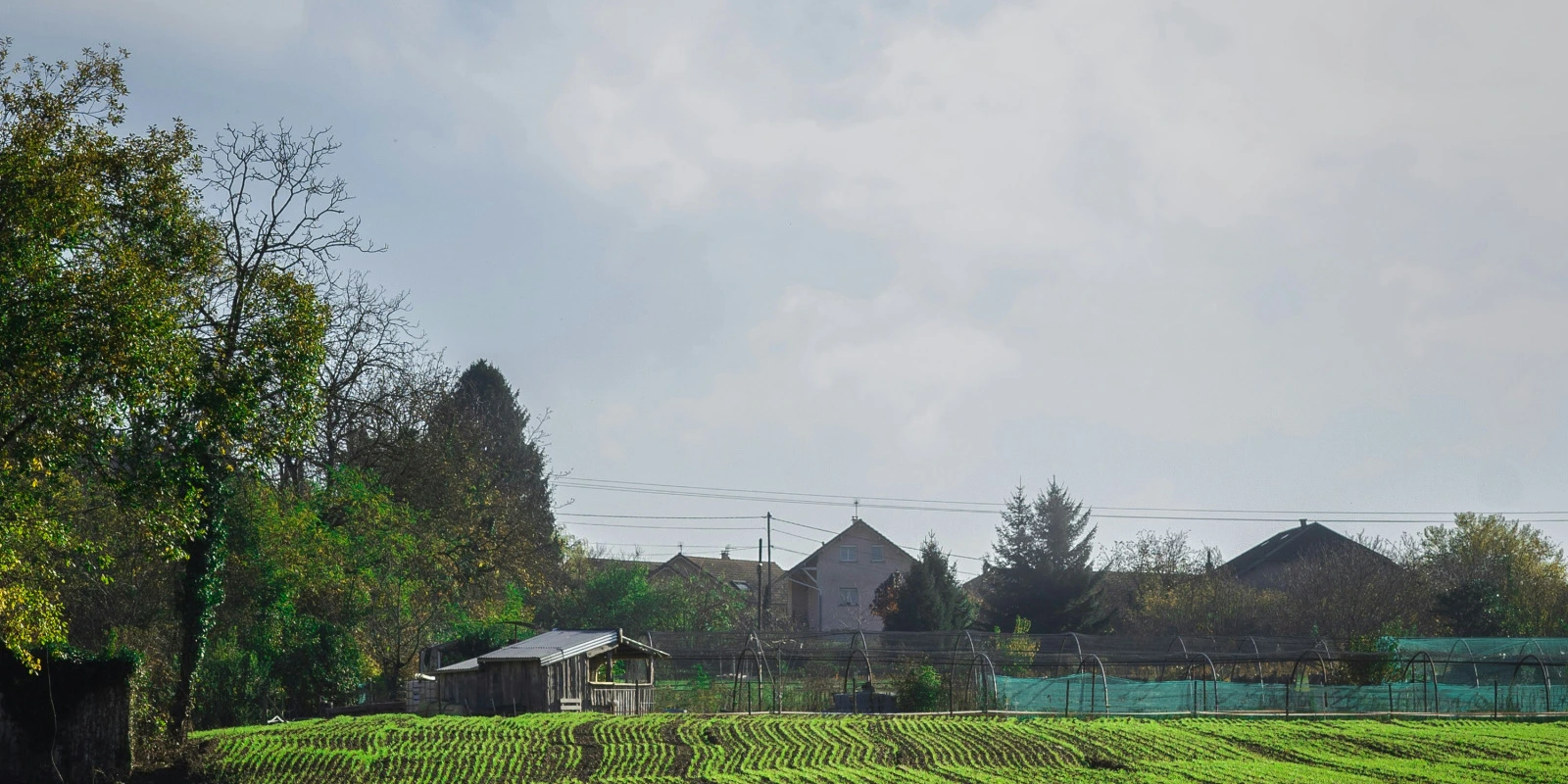 Sciences de l'Homme : Quel Rôle pour l'Anthropologie ?